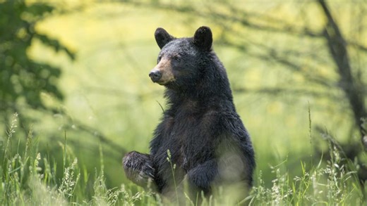 Florida black bear hunt: FWC releases results of controversial 2025 hunting season