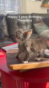 158K views · 51K reactions | Happy Birthday Theodora!! Huge shout out to @luxepaws for rescuing her. This is why rescue is so important. The thought of her living on the disgusting streets of downtown LA keeps me up at night. Also shout out to her bottle baby foster @michael222 #cats #rescue | Nathan The CatLady | Facebook