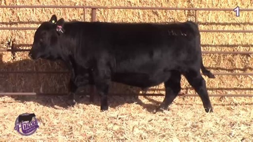 Huwa Cattle - Annual Bull Sale Live event starts 2/4/26 2:00 PM (CST) At Huwa Cattle, in Roggen, CO Watch live or Bid online @ DVAuction.com! Be sure to register to bid online EARLY! Check out the catalog, sale videos, and bid/watch online at ➡️ https://www.dvauction.com/events/257139 Maximum bids can also be placed if you are unable to watch. For any help or questions with the bidding process, please contact our office at (402) 316-5460. #Cattle #Cattlemarket #Livestock #DVAuction | DV Auction