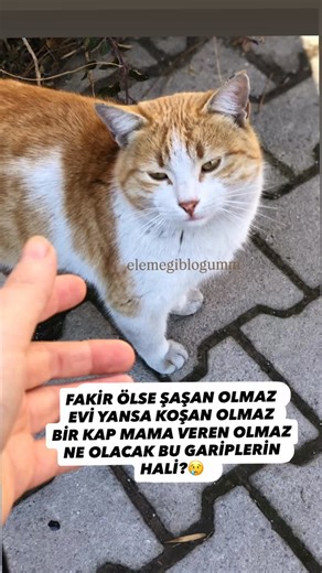 Çiçek,buket,oyuncak(hatice özenser)sipariş için DM💐 on Instagram: "⛔️ Aç bıraktınız küreklerle canları öldürenlere göz yumdunuz, kendi imkanlarımızla besleme yapıyoruz onada karışıyoruz bu Ülkenin sorunu Allah’ın sessiz masum canları değil! ‼️Bu ülkenin sorunu hırsızlık, açlık, kaçakçılık , tecavüzcü, katil, vatan hainleri lütfen önce onlara müdahale edin….‼️Kimseden bir şey beklemeden kendi imkanlarımızla beslemeye bakmaya çalışıyoruz karışmayın‼️Karışırsanız umurumuzda değil‼️ HAYVAN SEVMEYEN