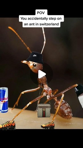 Natnael on Instagram: "Daaamn #umevolume #szeneischzüri #humor #swissmeme #ameise #insekten #stadi #schwiizerdütsch"