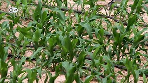 Agricultura en el desierto | Visión futuro