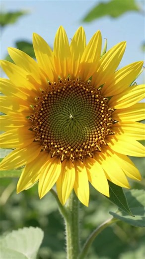🌻 Amazing Lifecycle of a Sunflower!😱 Sunflower Life Cycle from Seed to Bloom 🌻🌱 #shorts #trending