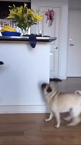 48K views · 4.5K reactions | What a pug wants, a pug gets 罹✨ @misslupepug | Pugs | Facebook