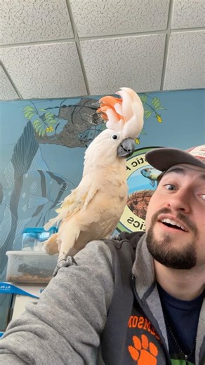 Pretty bird doing pretty bird things #birds #funny #animals #pets #cockatoo #shorts #explore #fyp