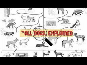 ALL THE DOGS, EXPLAINED | Every Breed, Simplified!