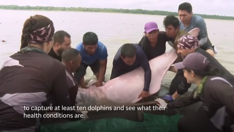 Endangered pink river dolphins in Amazon face rising threat of mercury contamination