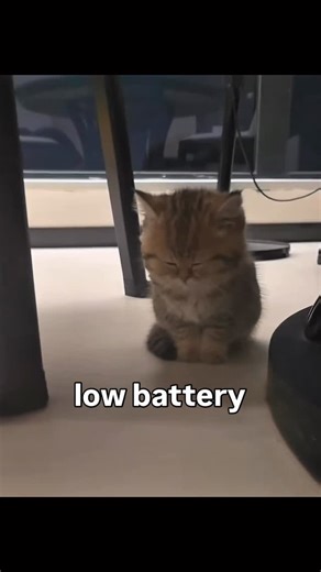 cat memes on Instagram: "the missile is eepy"