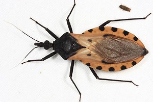 Triatoma dimidiata - Alchetron, The Free Social Encyclopedia