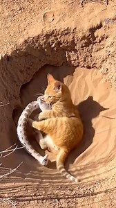 Sand Pit Showdown — Cat's Heroic Pounce Foils Snake's Mouse Meal Ambush 🙀 #bravecat #snake #fighting #catvideo #viral | NextGen Visuals Sr