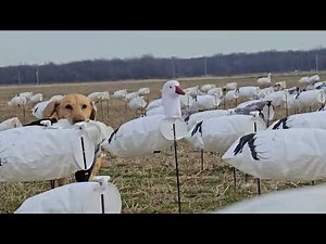 2024 Conservation Snow Goose Hunt
