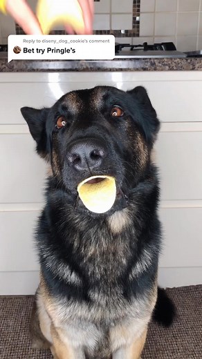 Echo The GSD on TikTok