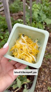 Honeysuckle syrup 💛 1 cup honeysuckle flowers 2 cups water 1 cup sugar -boil honeysuckle flowers and water together, reduce to a simmer and let it reduce by half. Strain out the flowers, and add sugar and stir until completely dissolved. Done! Store in the fridge for up to 3 weeks. Honeysuckle lemon drop martini 1.5 oz vodka or liquor of choice .5 oz lemon juice 1 oz honeysuckle syrup Lemon and honeysuckle for garnish #gardenharvest #gardening #garden #honeysuckle #gardentotable #farmtotable #g