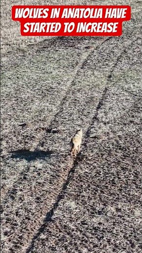 WOLVES IN ANATOLIA HAVE STARTED TO INCREASE