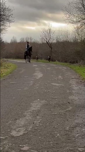 Riding with my Great Danes