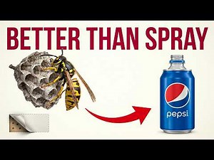 The WASP Trick Pest Control Companies Don’t ADVERTISE