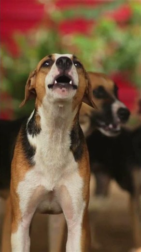 Beagle Dog Barking 🐶 #dog #shorts