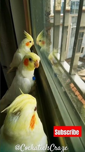 Cute Cockatiel Singing and Dancing: Unleashing Cockatiels' Craze!