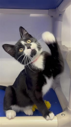 Say hello to Rascal! Rascal is just an adorable 4 month old male tuxie. He loves getting picked up and cuddled and loves human companionship. With other kittens?? He plays HARD and has a ton of energy!! So he would definitely benefit with another younger cat/kitten to chase around in an adoptive home. If you are interested in giving Rascal or any of our other cats or kittens the lives they deserve, please fill out our online application or stop in during open hours Wednesday 6-8pm or Saturday fr