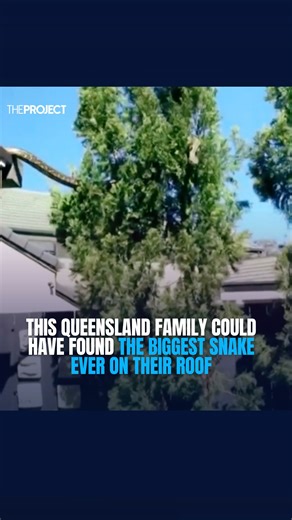 9.3K views · 31 reactions | A monstrous five-metre-long carpet python left one Queensland family stunned as it was seen slithering off their house and into the treetops. | The Project | Facebook