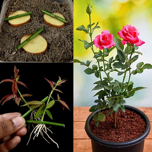 300K views · 2.4K reactions | How to Grow Rose Tree from Cutting In A Potato (New Techniques) | Tamanna Garden | Facebook