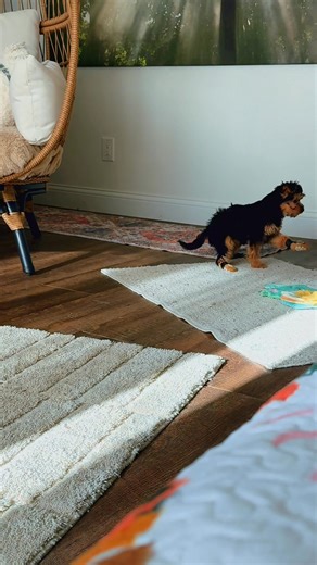 6.4K views · 585 reactions | Labubu arrived last Monday and was anemic, full of fleas, lifeless and in desperate need of urgent care. Through lots of reading, and onsite care, the transformation is amazing and a true miracle. | Michigan Doodle Rescue Connect | Facebook