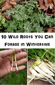 10 Wild Roots You Can Forage During Wintertime