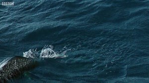 Kudos to the BBC Earth filmmakers on capturing some of the most incredible flying fish footage ever. | Into the Blue