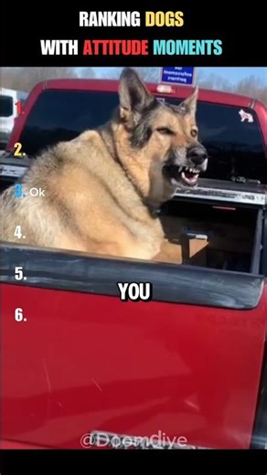Ranking Dogs With Attitude Moments #shorts #ranking