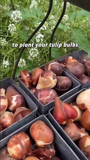 It's Time to Plant Your Tulip Bulbs - Fall Planting