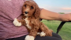 4.7K views · 353 reactions | Foundations training with Smurf Berry Crunch ❤️ | Puppy Perfectionist | Facebook