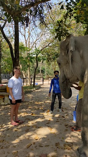 71K views · 111 reactions | Artist elephant! You won’t believe your eyes! This video was produced by James Bullard and Network Media. Thank you for watching! | Tips, Tricks & Funny Clips | Facebook