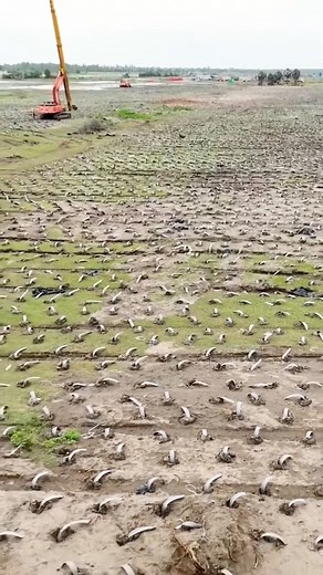 Japan's Mud Stabilization Technique #JapanInnovation #SoilStabilization #EarthquakeResistant #ConstructionTech #VerticalDrainage | Satisfying Videos