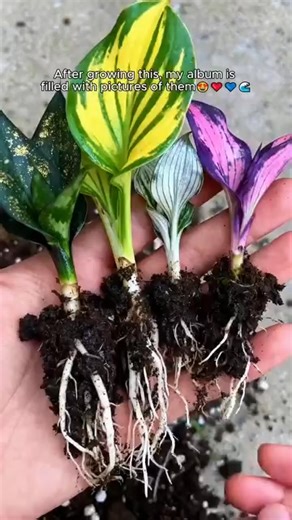 🌈✨ Transform Your Garden with Hosta Seeds! 🌿🎉 Unleash your inner color wizard and create a stunning oasis right at home! These vibrant bulbs will bring your garden dreams to life, adding pops of color that wow all season long. 🌸🌼 Don’t wait—plant the magic today and watch your garden flourish! 🛒💚 | A-Lightwhited