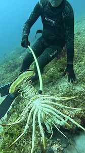 167K views · 1.4K reactions | Easiest Way to Catch a Lobster! #lobster | Ryan Myers Spearfishing | Facebook