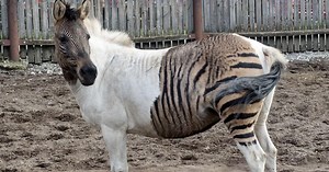 All About The Zorse And Other Zebra Hybrids