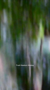 OMG MG Rainbow still not release baby Lynx to mom Luna 3 | Fresh Newborn Monkey