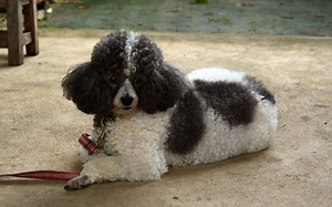 Is My Poodle Overweight? Here’s How to Tell | Poodle Report