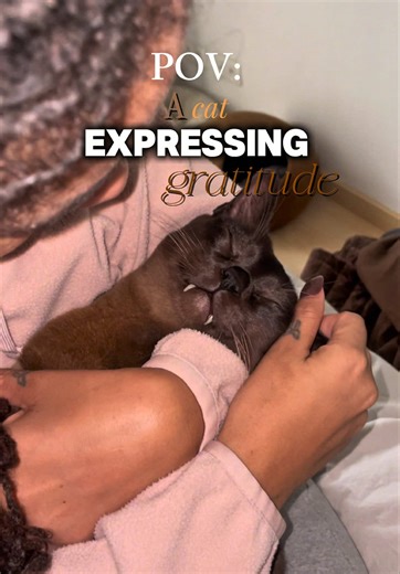 Understanding Animal Emotions Through Boris the Cat