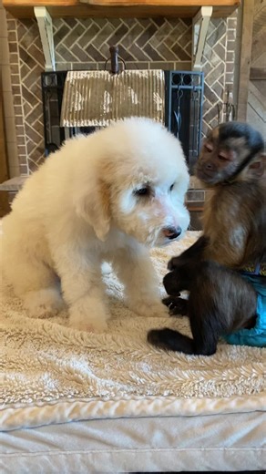 Capuchin Monkey Playing with Pet Dogs