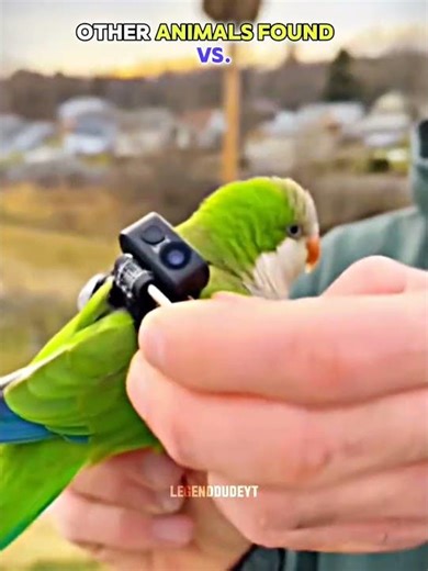 Animals Found On Camera… But The Last Discovery Is Insane