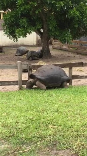 47K views · 1.6K reactions | Oliver, our giant Aldabra tortoise, has...