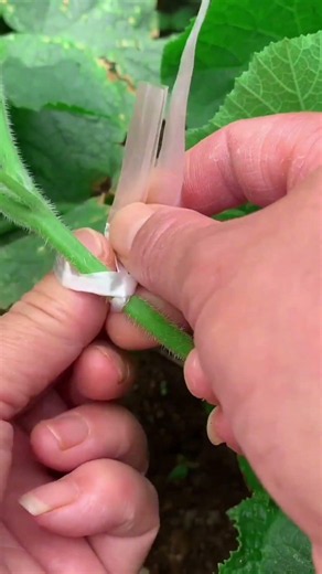 Essential quick knot tying techniques