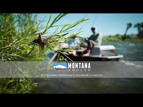 Fly Fishing Montana's Salmonfly Hatch