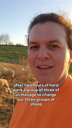 Sheep sorting/moving day was a success! This is the most...