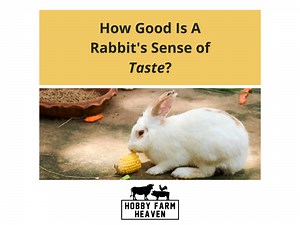 Rabbit Sense of Taste