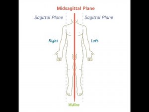 Midline - Midsagittal line or plane ; Definition, Reference and uses, anatomy