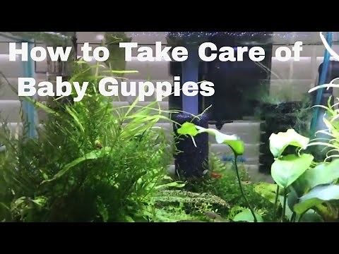 How to Take Care of Baby Guppies