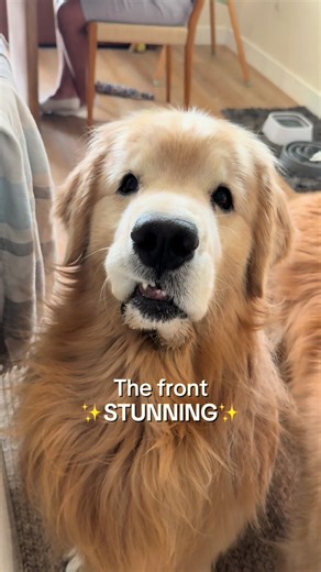 Exploring the Best Dog Angles for Stunning Photos