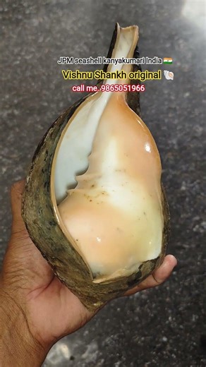 #shankh #seashell Vishnu Shankar original JPM seashell kanyakumari India 🇮🇳